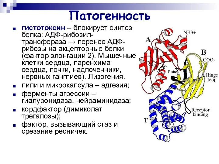 Патогенность гистотоксин – блокирует синтез белка: АДФ-рибозил-трансфераза → перенос АДФ-рибозы на