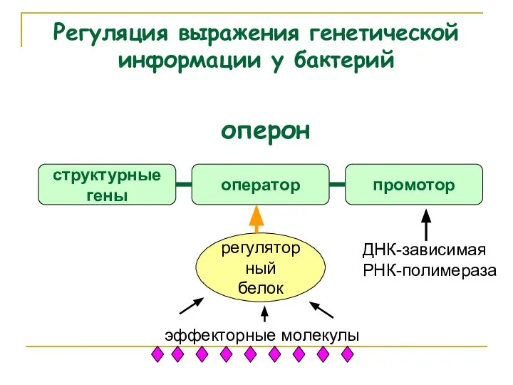 Регуляция выражения генетической информации у бактерий оперон ДНК-зависимая РНК-полимераза структурные гены