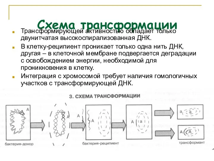 Схема трансформации Трансформирующей активностью обладает только двунитчатая высокоспирализованная ДНК. В клетку-реципиент