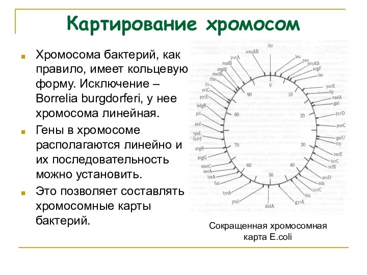 Картирование хромосом Хромосома бактерий, как правило, имеет кольцевую форму. Исключение –