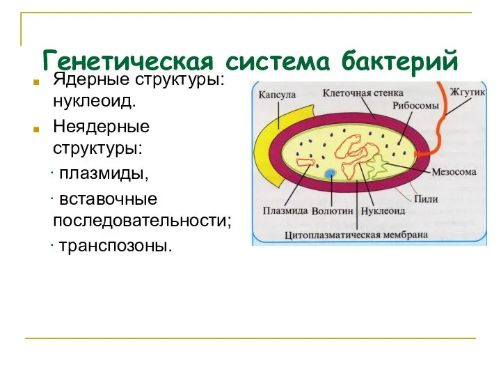 Генетическая система бактерий Ядерные структуры: нуклеоид. Неядерные структуры: ∙ плазмиды, ∙ вставочные последовательности; ∙ транспозоны.