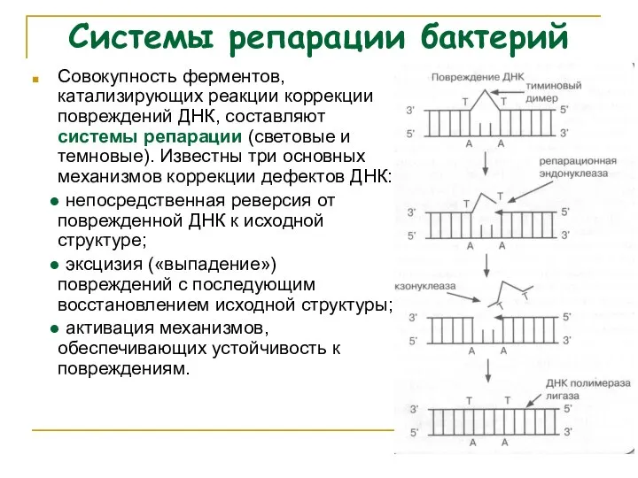 Системы репарации бактерий Совокупность ферментов, катализирующих реакции коррекции повреждений ДНК, составляют