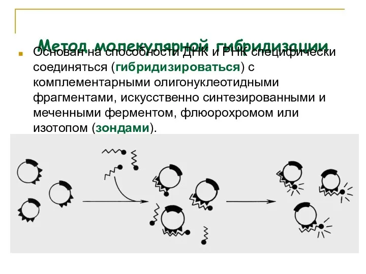 Метод молекулярной гибридизации Основан на способности ДНК и РНК специфически соединяться