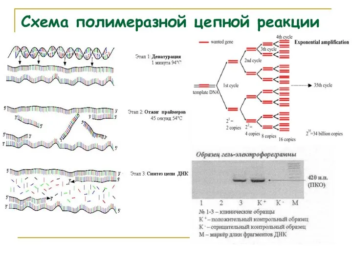 Схема полимеразной цепной реакции