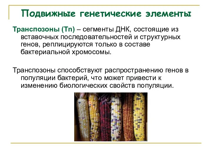 Подвижные генетические элементы Транспозоны (Tn) – сегменты ДНК, состоящие из вставочных