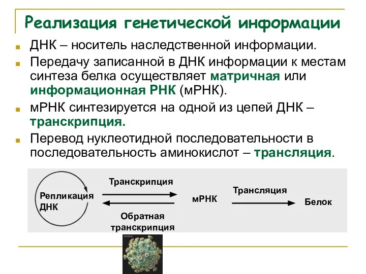 Реализация генетической информации ДНК – носитель наследственной информации. Передачу записанной в