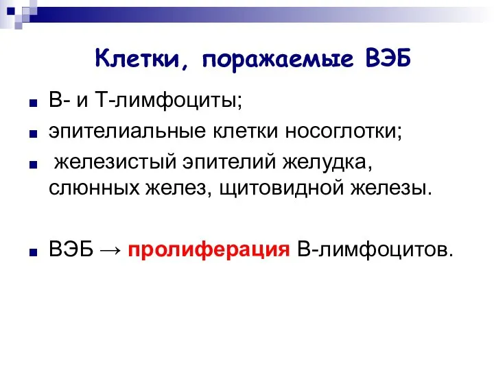 Клетки, поражаемые ВЭБ В- и Т-лимфоциты; эпителиальные клетки носоглотки; железистый эпителий