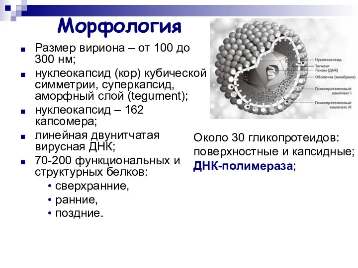 Морфология Размер вириона – от 100 до 300 нм; нуклеокапсид (кор)