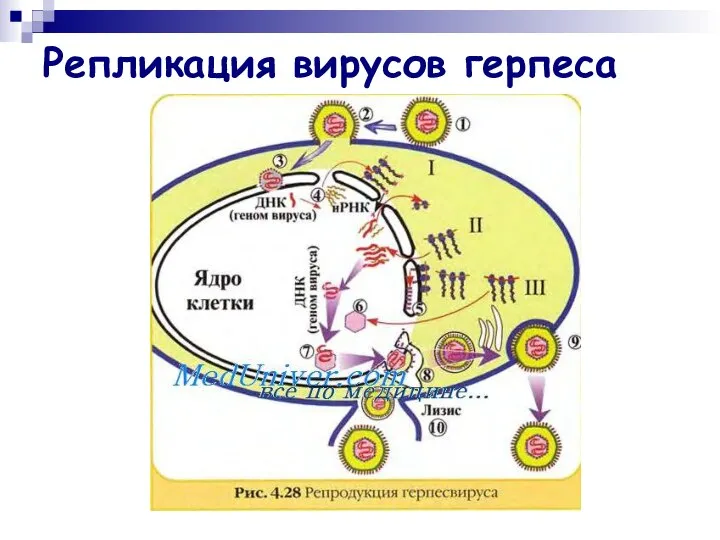 Репликация вирусов герпеса