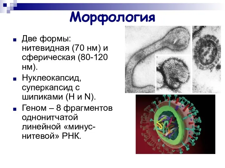 Морфология Две формы: нитевидная (70 нм) и сферическая (80-120 нм). Нуклеокапсид,