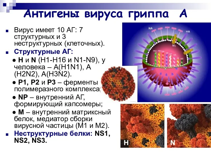 Антигены вируса гриппа А Вирус имеет 10 АГ: 7 структурных и