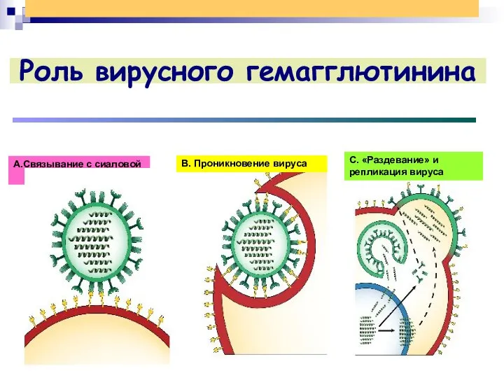 Роль вирусного гемагглютинина B. Проникновение вируса C. «Раздевание» и репликация вируса А.Связывание с сиаловой кислотой