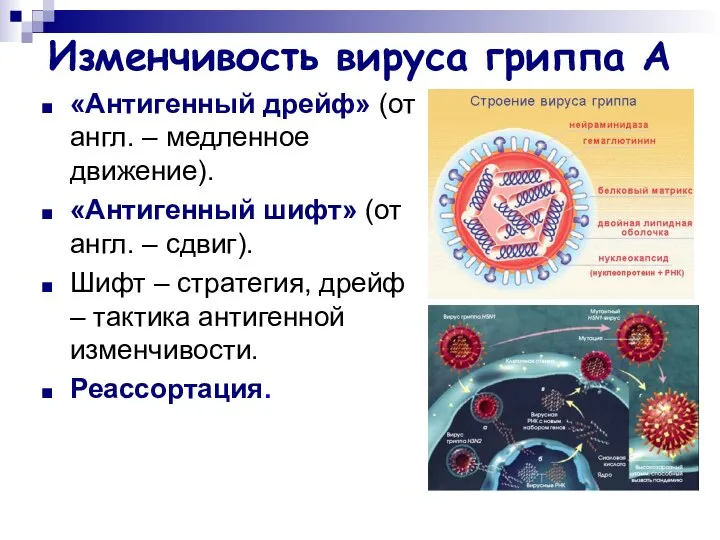 Изменчивость вируса гриппа А «Антигенный дрейф» (от англ. – медленное движение).