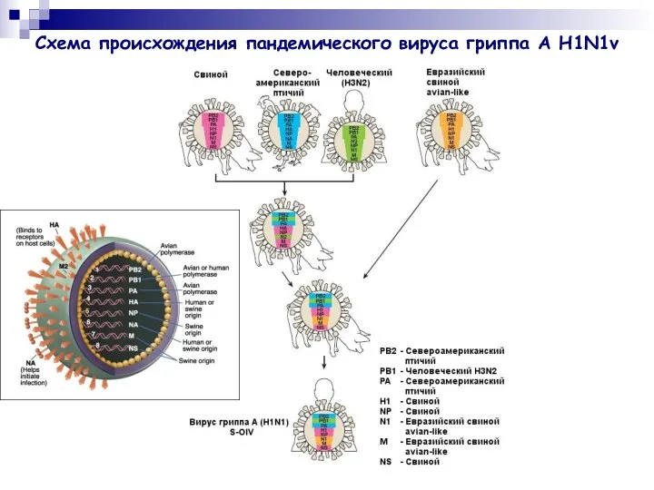 Схема происхождения пандемического вируса гриппа А H1N1v