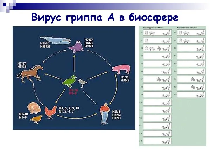 Вирус гриппа А в биосфере