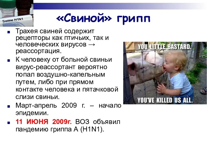 «Свиной» грипп Трахея свиней содержит рецепторы как птичьих, так и человеческих