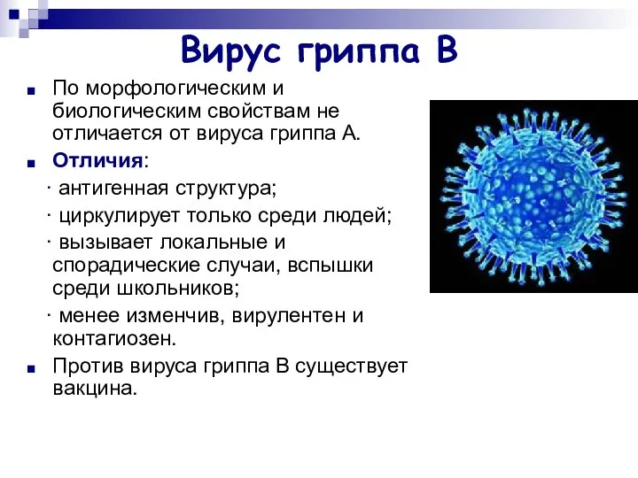 Вирус гриппа В По морфологическим и биологическим свойствам не отличается от