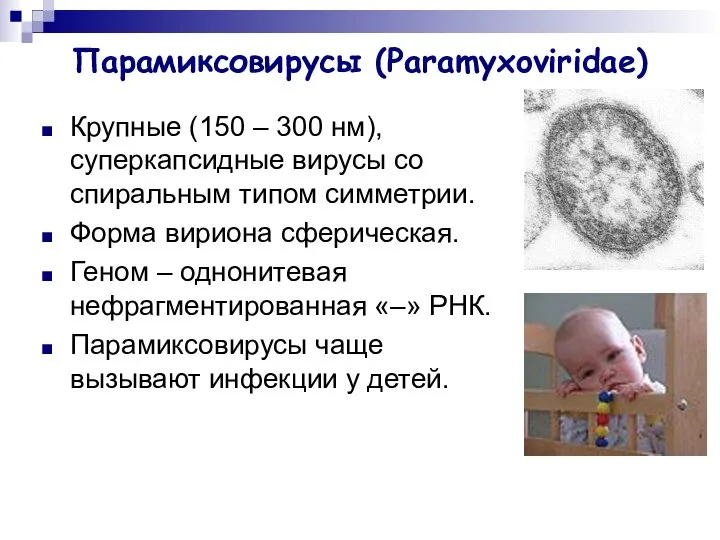 Парамиксовирусы (Paramyxoviridae) Крупные (150 – 300 нм), суперкапсидные вирусы со спиральным