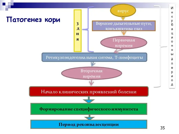 вирус Верхние дыхательные пути, конъюнктива глаз Ретикулоэндотелиальная ситема, Т-лимфоциты Первичная виремия