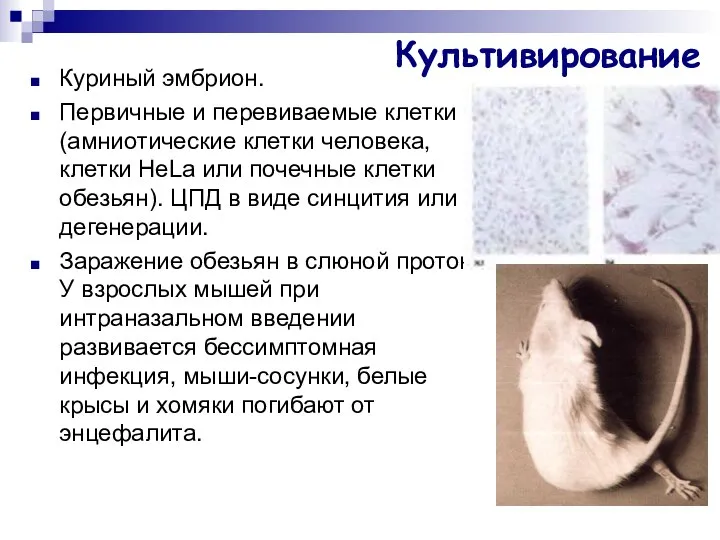 Культивирование Куриный эмбрион. Первичные и перевиваемые клетки (амниотические клетки человека, клетки