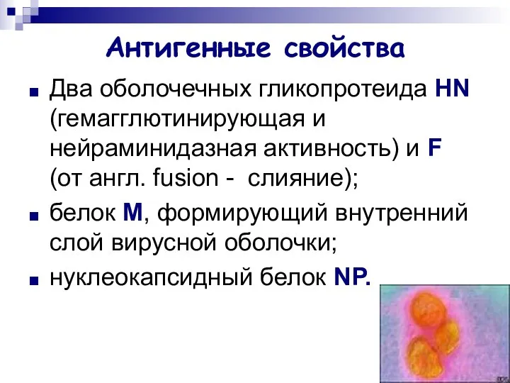 Антигенные свойства Два оболочечных гликопротеида HN (гемагглютинирующая и нейраминидазная активность) и