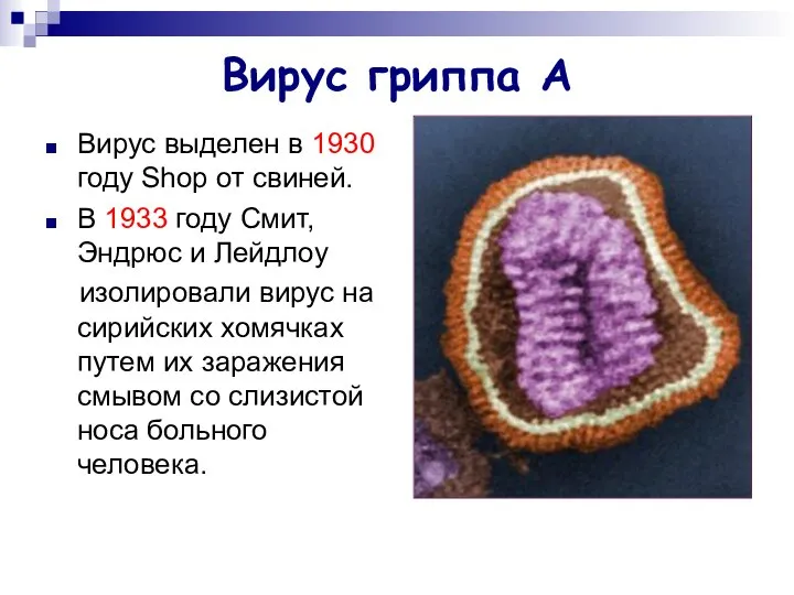 Вирус гриппа А Вирус выделен в 1930 году Shop от свиней.
