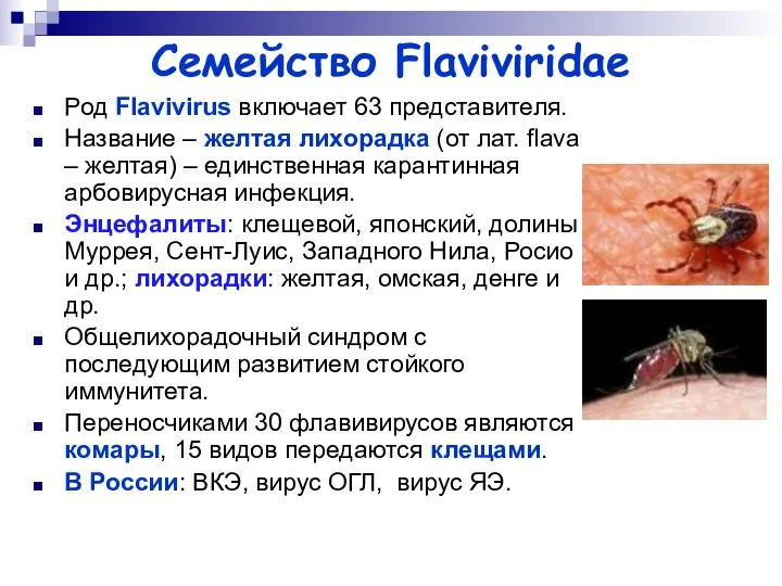 Семейство Flaviviridae Род Flavivirus включает 63 представителя. Название – желтая лихорадка