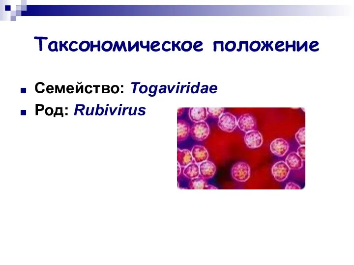 Таксономическое положение Семейство: Togaviridae Род: Rubivirus