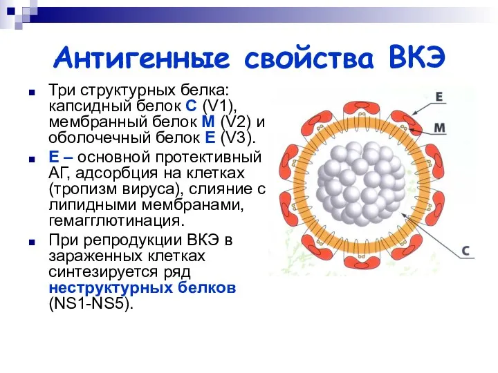 Антигенные свойства ВКЭ Три структурных белка: капсидный белок С (V1), мембранный