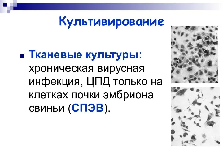 Культивирование Тканевые культуры: хроническая вирусная инфекция, ЦПД только на клетках почки эмбриона свиньи (СПЭВ).