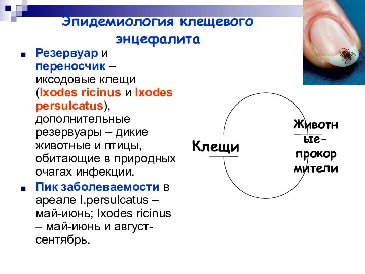 Эпидемиология клещевого энцефалита Резервуар и переносчик – иксодовые клещи (Ixodes ricinus