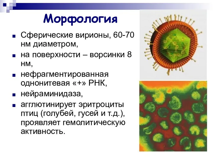 Морфология Сферические вирионы, 60-70 нм диаметром, на поверхности – ворсинки 8