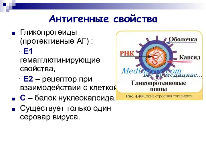 Антигенные свойства Гликопротеиды (протективные АГ) : ∙ Е1 – гемагглютинирующие свойства,