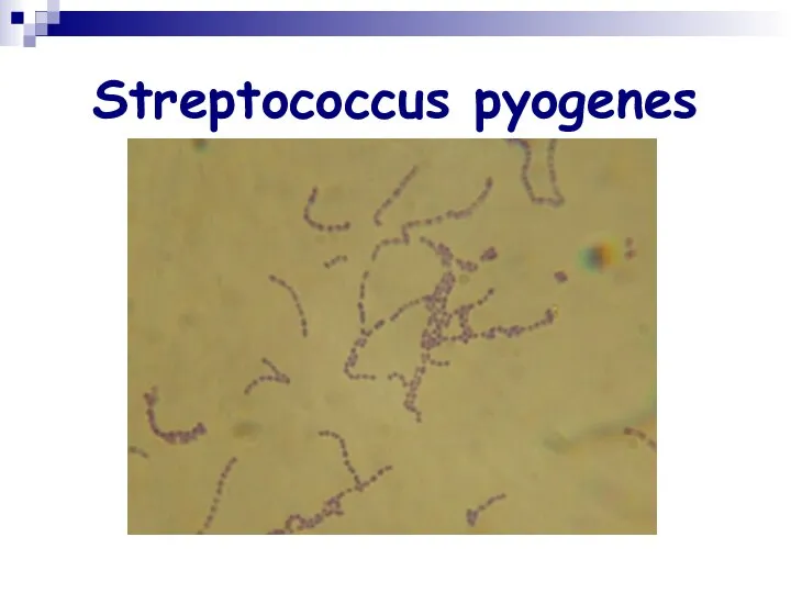 Streptococcus pyogenes