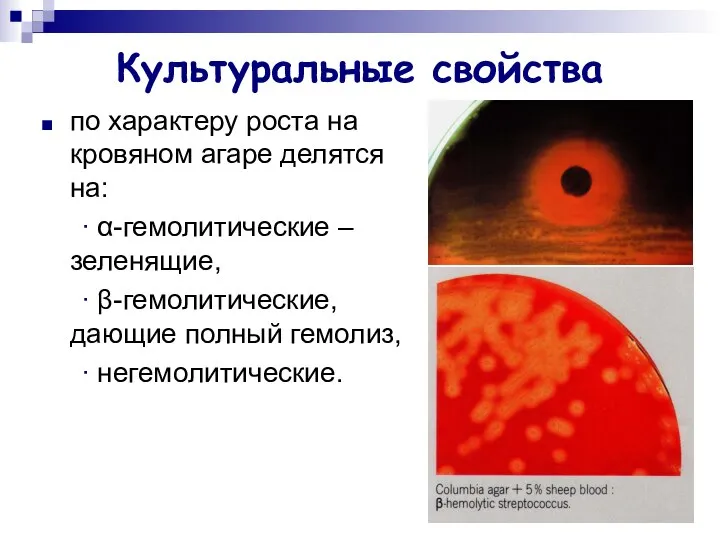 Культуральные свойства по характеру роста на кровяном агаре делятся на: ∙