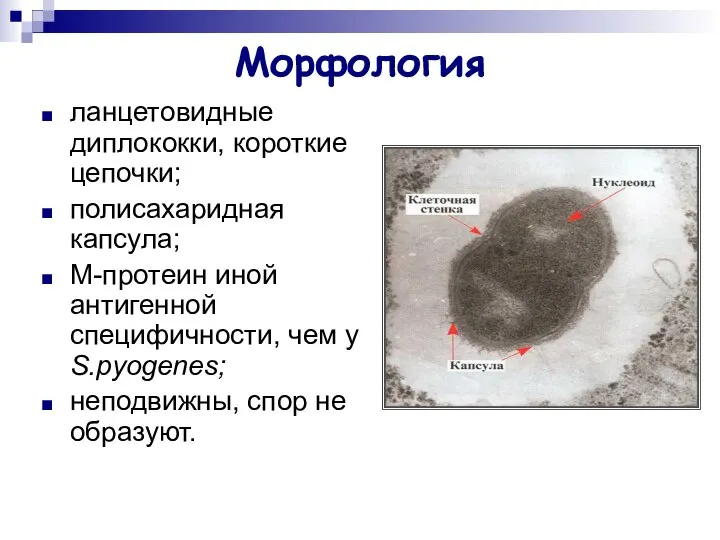 Морфология ланцетовидные диплококки, короткие цепочки; полисахаридная капсула; М-протеин иной антигенной специфичности,