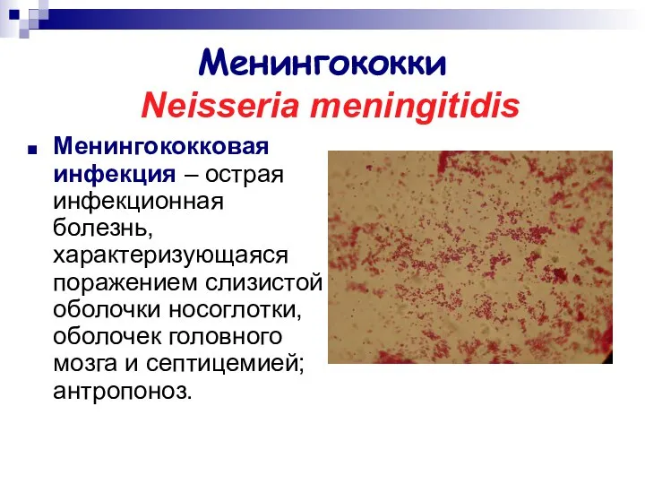 Менингококки Neisseria meningitidis Менингококковая инфекция – острая инфекционная болезнь, характеризующаяся поражением