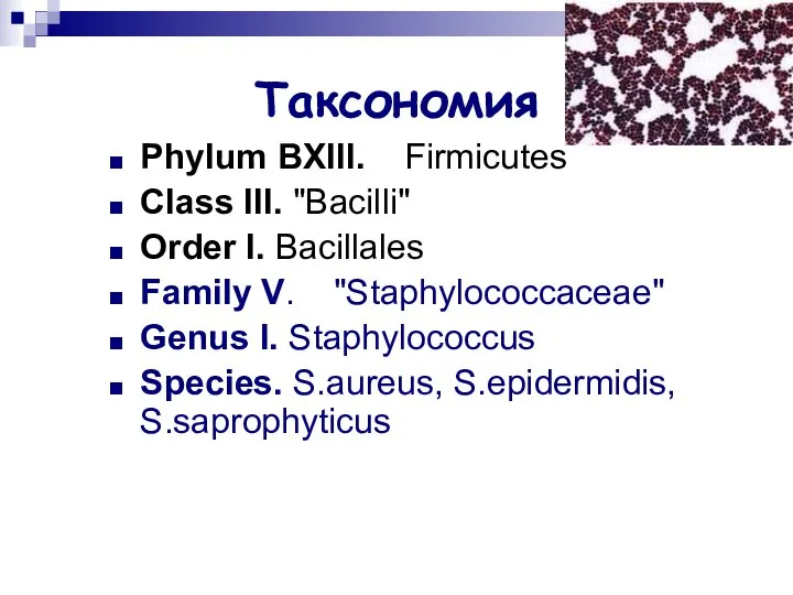 Таксономия Phylum BXIII. Firmicutes Class III. "Bacilli" Order I. Bacillales Family