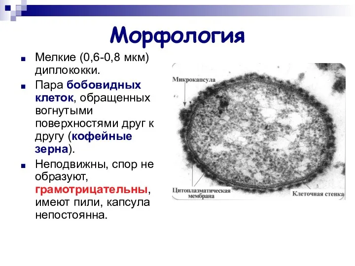 Морфология Мелкие (0,6-0,8 мкм) диплококки. Пара бобовидных клеток, обращенных вогнутыми поверхностями