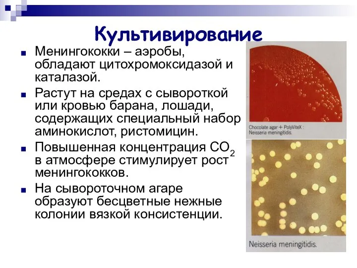 Культивирование Менингококки – аэробы, обладают цитохромоксидазой и каталазой. Растут на средах