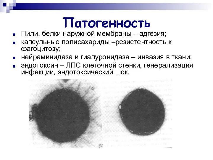 Патогенность Пили, белки наружной мембраны – адгезия; капсульные полисахариды –резистентность к