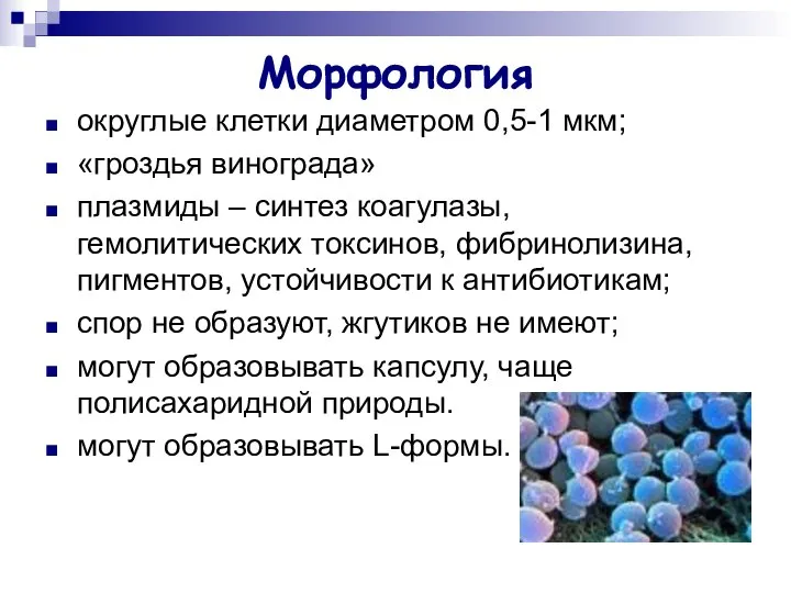 Морфология округлые клетки диаметром 0,5-1 мкм; «гроздья винограда» плазмиды – синтез