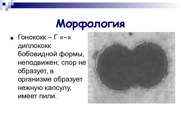 Морфология Гонококк – Г «–» диплококк бобовидной формы, неподвижен; спор не