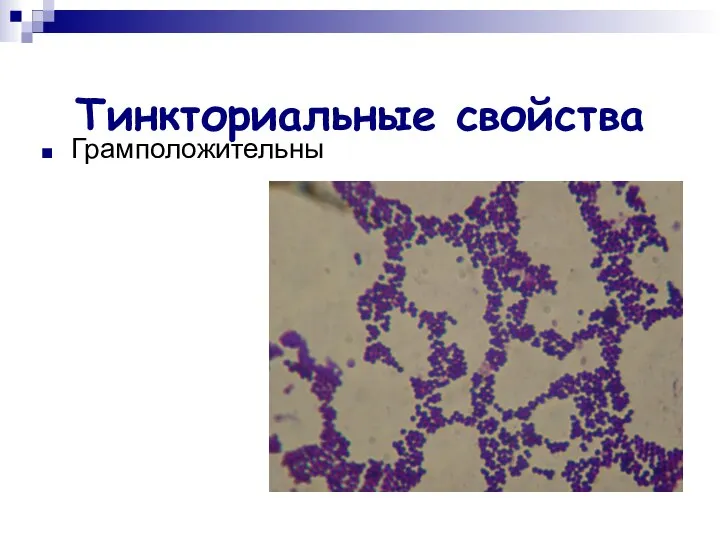 Тинкториальные свойства Грамположительны