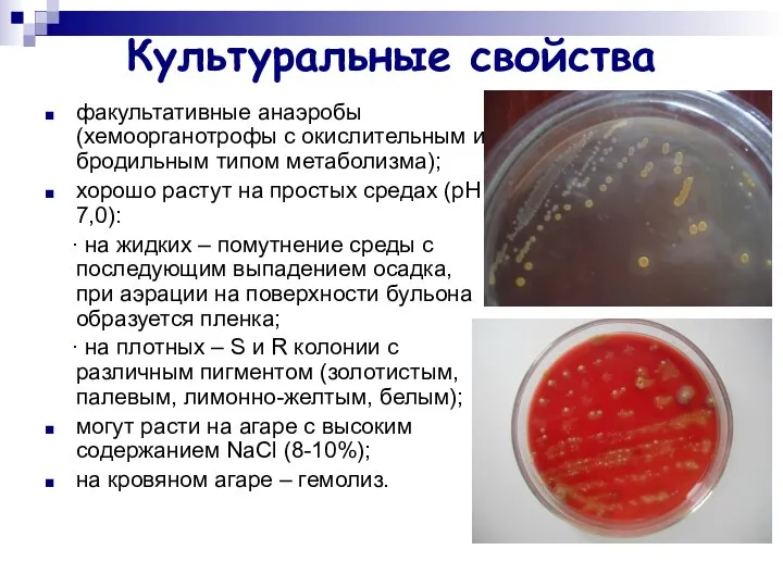 Культуральные свойства факультативные анаэробы (хемоорганотрофы с окислительным и бродильным типом метаболизма);