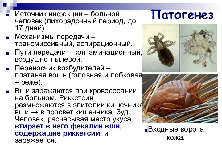 Патогенез Источник инфекции – больной человек (лихорадочный период, до 17 дней).