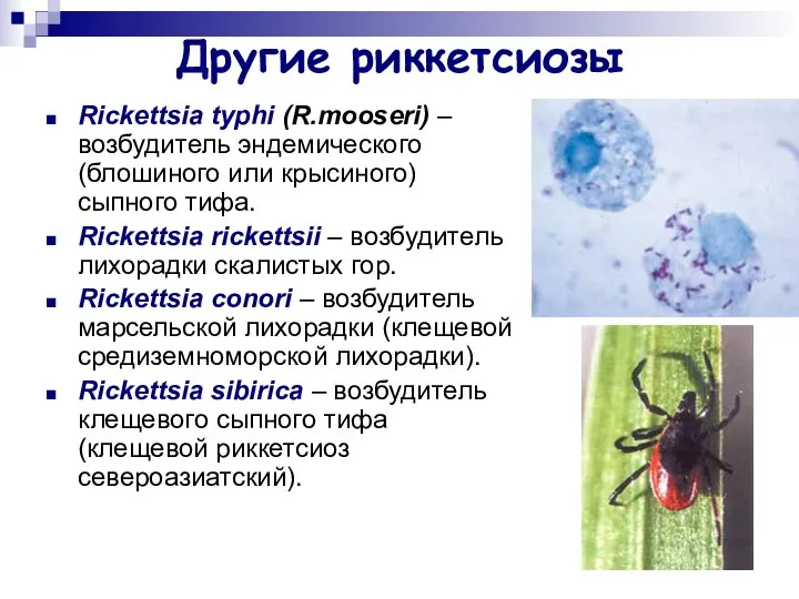 Другие риккетсиозы Rickettsia typhi (R.mooseri) – возбудитель эндемического (блошиного или крысиного)