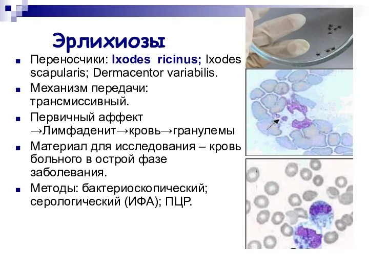 Эрлихиозы Переносчики: Ixodes ricinus; Ixodes scapularis; Dermacentor variabilis. Механизм передачи: трансмиссивный.