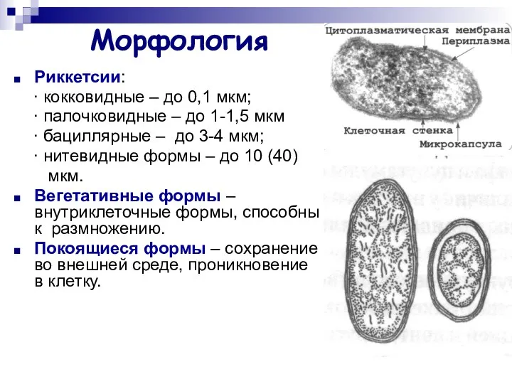 Морфология Риккетсии: ∙ кокковидные – до 0,1 мкм; ∙ палочковидные –