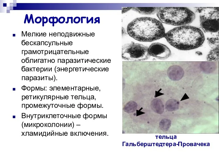 Морфология Мелкие неподвижные бескапсульные грамотрицательные облигатно паразитические бактерии (энергетические паразиты). Формы: